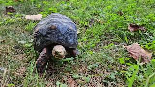 Tortoise in the forest [upl. by Gaskin]