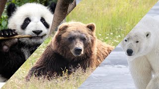 ¿Cuál es la diferencia entre OSO PARDO POLAR y PANDA [upl. by Goles501]