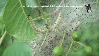 Chenilles de Papillons de nuit Hyponomeute Yponomeuta evonymella [upl. by Maupin]