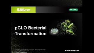 Bacterial Transformation Principle Using pGLO plasmid Tagalog Filipino Molecular Biology BMLS [upl. by Irrac]