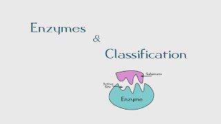 7 Introduction to Enzymes amp Its Classification  The BioChemistry Guide  2014 [upl. by Aicatsanna]