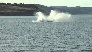 Catching a Glimpse Whale Watching in Newfoundland and Labrador [upl. by Atnahs]