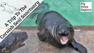 Breakfast With The Seals At The Cornish Seal Sanctuary [upl. by Marvella]