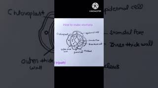 Stomata easy drawing easydrawing class10 boardexam drawing easy shorts [upl. by Eislehc]