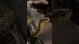 Meet my condas anaconda yellowanaconda snake reptile Anacondaking reptilearmy4553 [upl. by Baily]