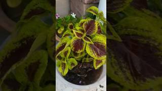 repotting of coliuse ❤plant repotting update4gardening repoting youtubeshorts shorts [upl. by Barney]