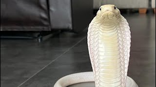 KING COBRA LEUCISTIC FROM INDONESIA [upl. by Tavish7]