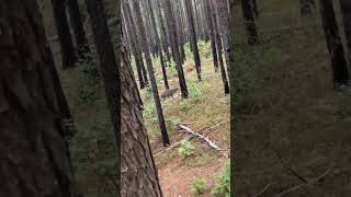 Heartbreak for a bow hunter Watch till the end fyp deer hunting fail heartbroken hitlist [upl. by Adur546]