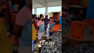 900 கிலோ தோட்டு கனவாய் மீன்களின் ஏலம் meenavan fishcatching [upl. by Pelmas]