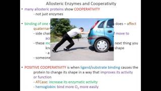 Simple enzymes vs Allosteric enzymes [upl. by Nylyoj41]