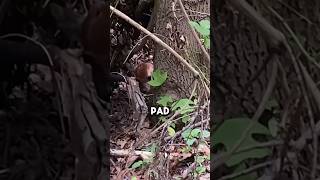 Baby Deer Fawn Attacked by Insects in Hiding Spot shorts wildlife deer animals [upl. by Pearle]