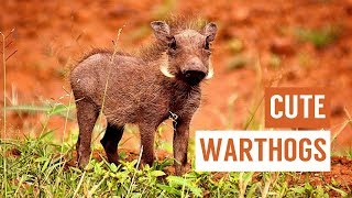 Cute Warthog Spinning and Playing Compilation [upl. by Flint193]