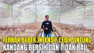 Ternak Bebek Petelur Secara Intensif Lebih Menguntungkan Kandang Bersih Tanpa Bau [upl. by Ahsimot]