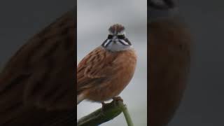 passarinhando birdwatching passaroslivres avessilvestres naturephotography birds [upl. by Emerick]