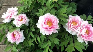 Paeonia Suffruticosa Moutan Peony Plant shorts [upl. by Euqcaj]