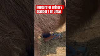 Rupture of urinary bladder l Retention of urinary bladder l dr Umar khan [upl. by Hatnamas90]