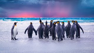 King Penguins Majestic Monarchs of the Antarctic 🐧🌊 [upl. by Noll415]