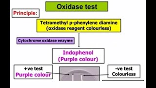 Oxidase test [upl. by Atteloc]