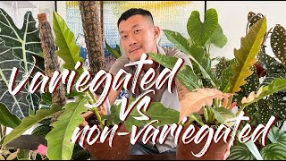 Variegated VS nonvariegated plants [upl. by Ahsenar912]