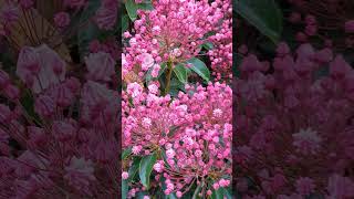 Mountain laurel Spoonwood Kalmia ♧♤♧ nature flowers garden [upl. by Christis]