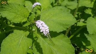 HELIOTROPIUM INDICUM INDIAN HELIOTROPE AKONFEM ATIKO MEDICINAL PLANT IDENTIFICATION [upl. by Katrina]