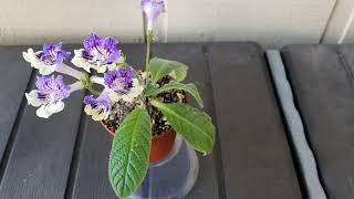 Young Streptocarpus Bristols Grasshopper [upl. by Eliezer606]