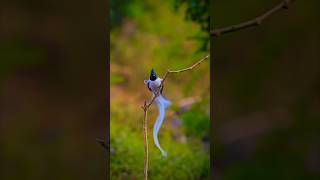 Indian Paradise Flycatcher  Beautiful [upl. by Ytima]