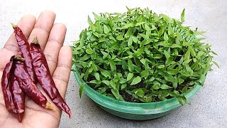 Grow chilli easily from dry chilli  Easy seed germination [upl. by Sylado]