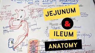 JEJUNUM AND ILEUM ANATOMY [upl. by Araihc]