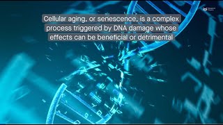 Decoding cellular aging Understanding the senescenceassociated secretory phenotype [upl. by Hameean]