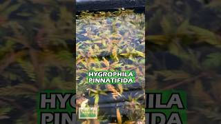 Hygrophila Pinnatifida BY THE STEM Aquarium Plant For Sale [upl. by Pate]