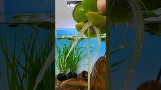 Green Root Floater fishaquarium aqauticplants fishtanksetup toopa fish aquarium [upl. by Ahsitak]