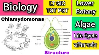 Life cycle of Chlamydomonas  क्लेमाइडोमोनास [upl. by Anu42]