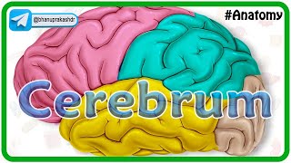 Cerebrum Anatomy Animation  Gyri and Sulci Surfaces Functional areas of cerebral Hemisphere [upl. by Aitnas]