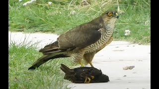 Sparrowhawk Starling attack  Trigger warning  its a bit gruesome  londonsparrowhawk [upl. by Dougall]