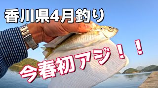 香川県4月釣り 今春初アジ！！ [upl. by Ardnazil490]