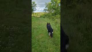 WALKING IN SCOTLANDS NATURAL BEAUTY WITH MY GERMAN SHEPHARD DOG scotland [upl. by Hanala249]