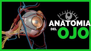 ✅ANATOMIA DEL OJO  Capas Estructuras y Generalidades  Anatomia en Enfermeria [upl. by Mervin460]