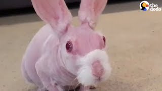 Hairless Bunny Finds Family Who Loves Him  The Dodo [upl. by Haiasi]