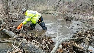 Removing Log Jam Caused By Fallen Tree [upl. by Angle]