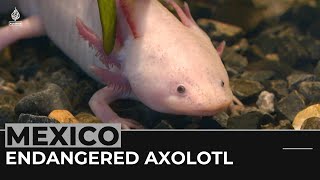 Mexico museum spotlights endangered axolotl salamander [upl. by Abibah]