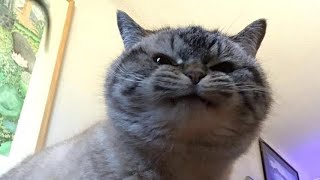 😂 Funniest Cats and Dogs Videos 😺🐶  🥰😹 Hilarious Animal Compilation №203 [upl. by Schofield679]