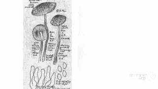 Lepiota roseifolia  fungi kingdom [upl. by Suu]