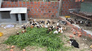 The Guinea Pigs Gave Birth After 10 Days  Nong Trai Pet [upl. by Sedberry]