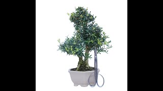 BONSAI DE BUXUS HARLANDI 14843 [upl. by Simonsen]