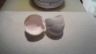 Natural Eggshell Membrane  NEM  preparing eggshells  recipe [upl. by Malkah]