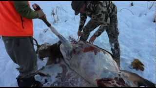 Gutless Field Dressing an Elk with JAY SCOTT OUTDOORS part 1 [upl. by Dewar810]