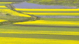 Castelluccio di NorciaInfiorita 2010wmv [upl. by Zulema]