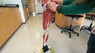 Lab 16 Leg Muscles  Part II [upl. by Hyman]