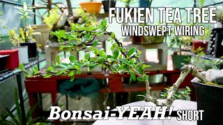 Fukien Tea Tree Windswept Wiring  a BonsaiYEAH short [upl. by Swanhildas]